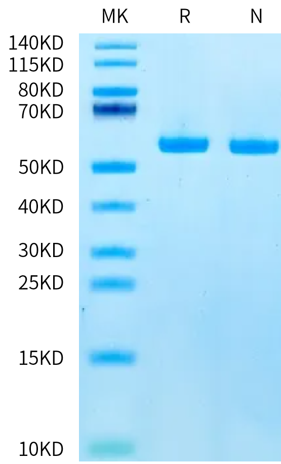 Fibronectin fragment (GNE-HE001)
