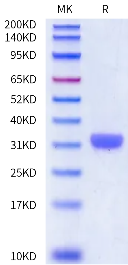 Cynomolgus Kallikrein 3/PSA-Protein (active form) (KLK-CM13A)