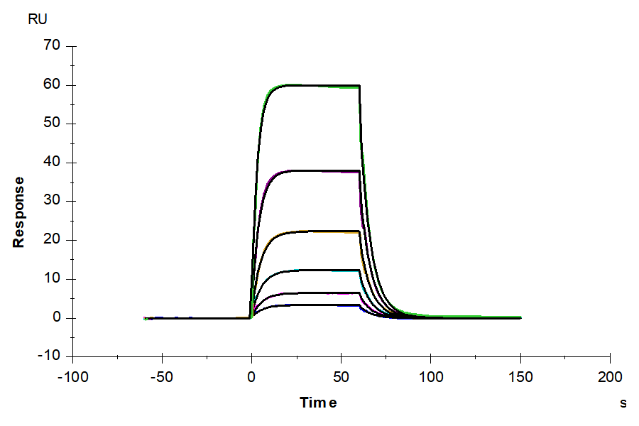 Human IL-2 R beta/CD122 Protein (CD1-HM122)