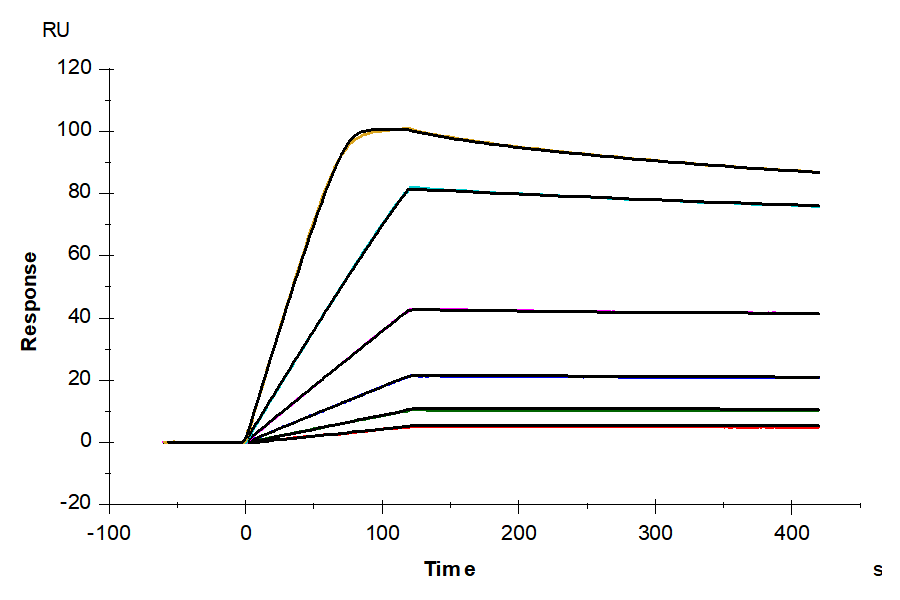 Mouse IL-4 R alpha/CD124 Protein (ILA-MM14R)