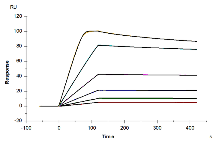 Mouse IL-4 Protein (IL4-MM101)