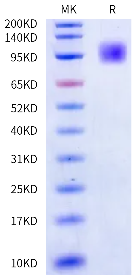 Cynomolgus Mucin-13 Protein (MUC-CM113)