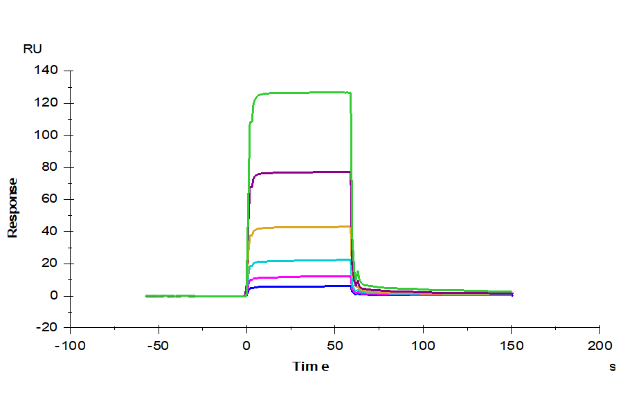 Human DLL1/Delta1 Protein (DLL-HM101)