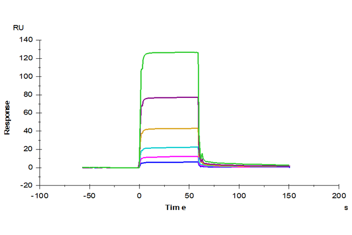 Human DLL1/Delta1 Protein (DLL-HM101)