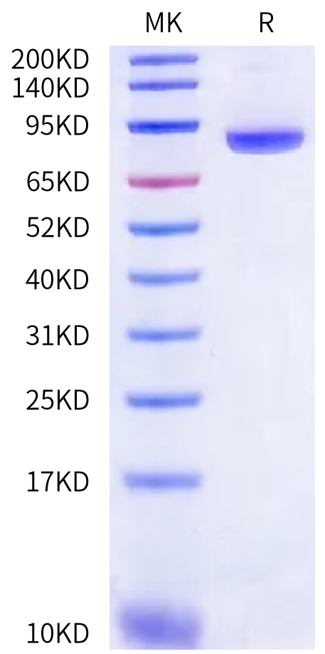 Human Semaphorin 4A/SEMA4A Protein (SEM-HM14A)