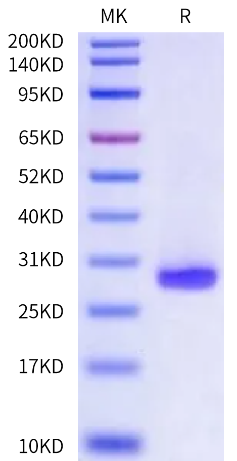 Cynomolgus PGLYRP1 Protein (PGL-CM101)