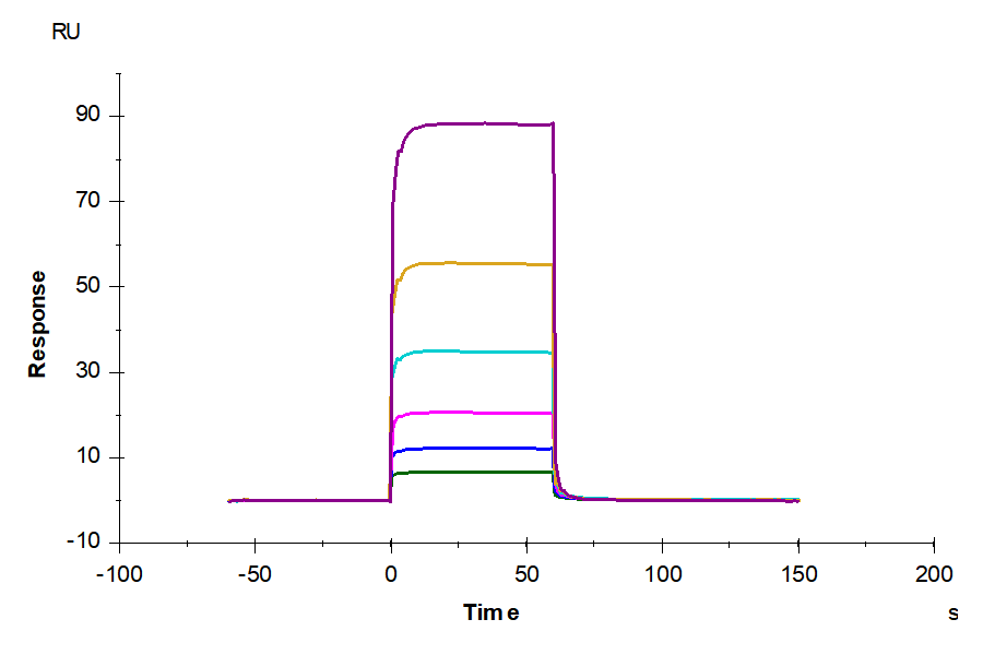 Human Fc gamma RIIA/CD32a (H167) Protein (CDA-HM132)