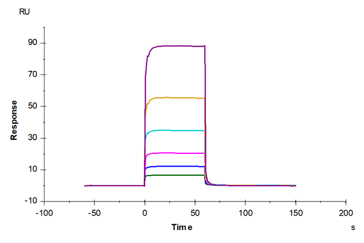 Human Fc gamma RIIA/CD32a (H167) Protein (CDA-HM132)