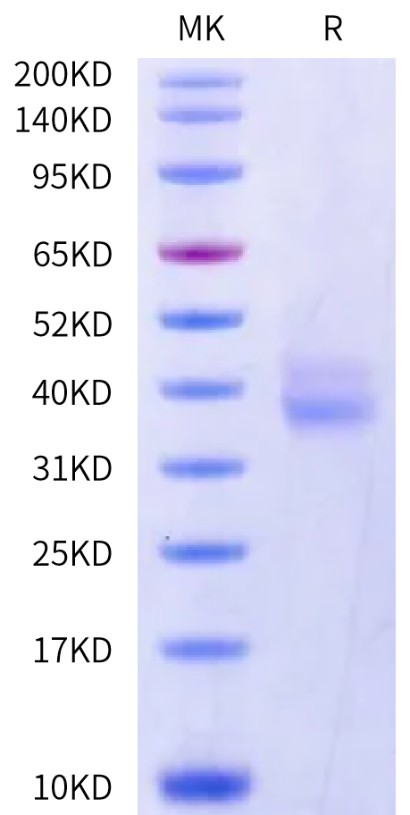 Cynomolgus EREG Protein (ERE-CM201)