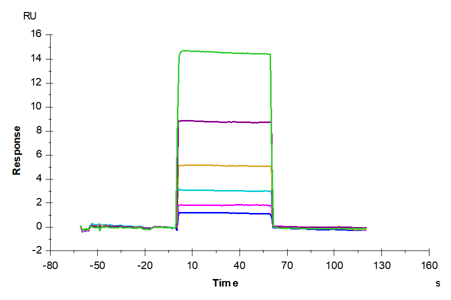 Human CDH6/Cadherin 6 EC3 Domain Protein (CDH-HM1E3)