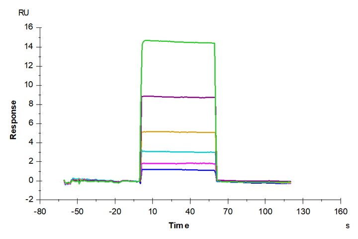Human CDH6/Cadherin 6 EC3 Domain Protein (CDH-HM1E3)