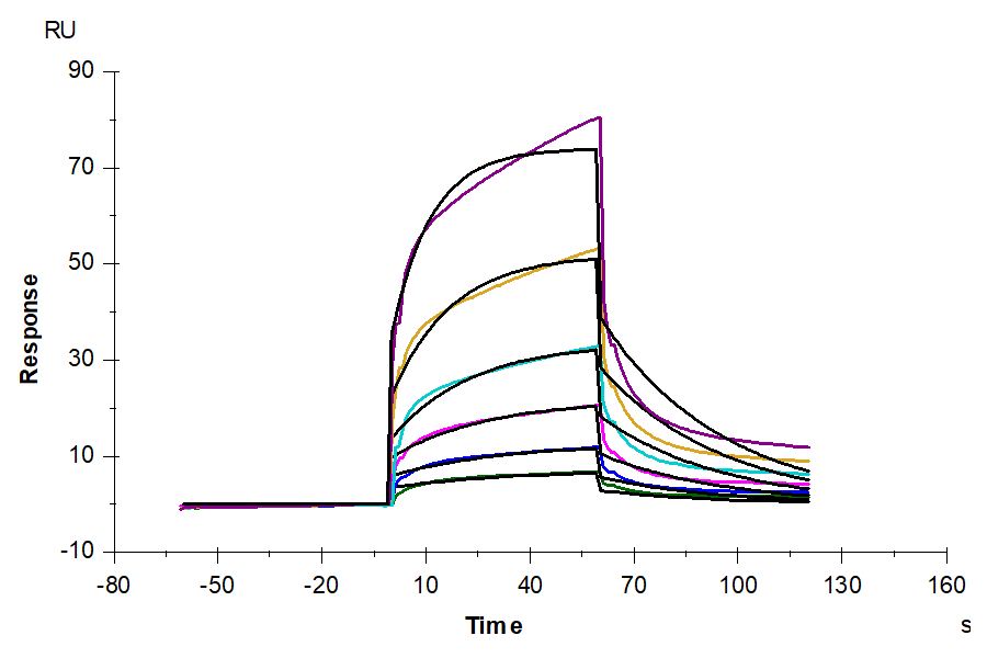 Human CDH6/Cadherin 6 (EC4del) Protein (CDH-HM14D)
