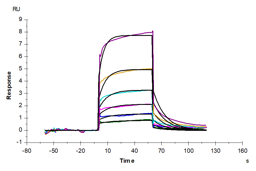 Human CDH6/Cadherin 6 (EC2del) Protein (CDH-HM12D)