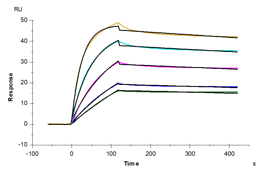 Biotinylated Human TNFSF15 Protein (FSF-HM415B)