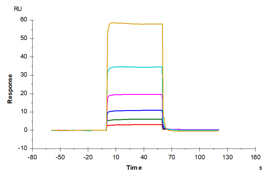 Human/Cynomolgus/Rhesus macaque CD28 Protein (CD8-HM128)