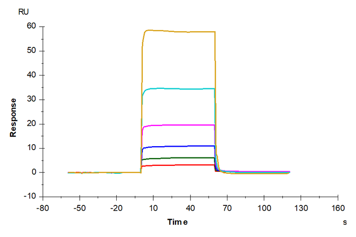 Human/Cynomolgus/Rhesus macaque CD28 Protein (CD8-HM128)