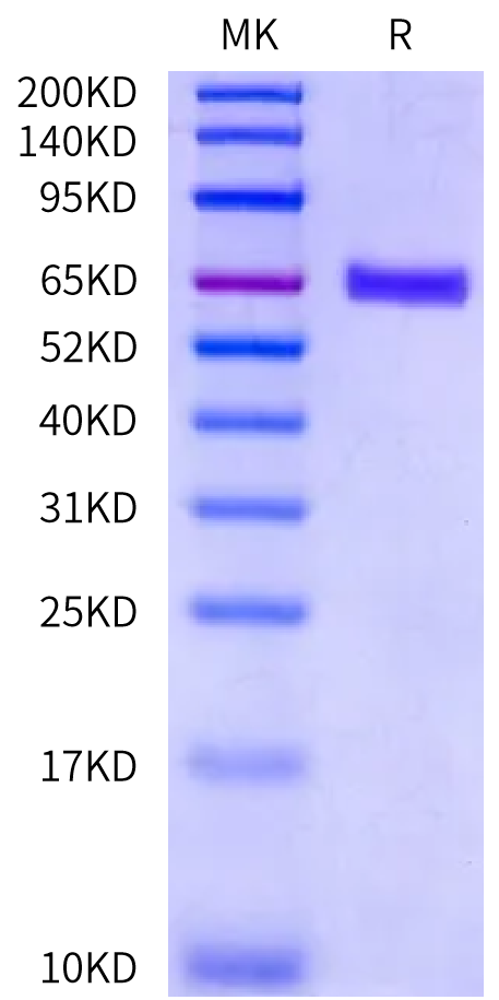 Canine EPHA2 Protein (EPH-DM1A2)