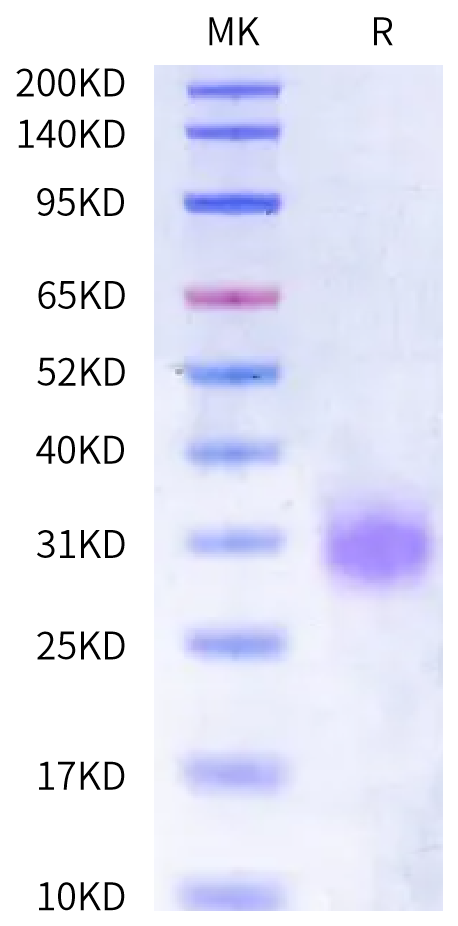 Human CDH6/Cadherin 6 EC5 Domain Protein (CDH-HM1E5)