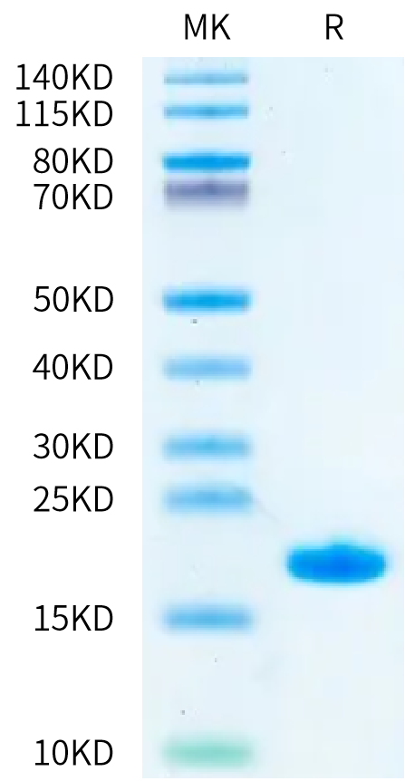 Human SEZ6 Sushi4&5 Domain Protein (SEZ-HM12D)