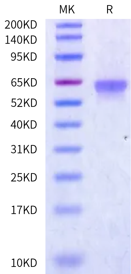 Canine Cathepsin C/DPPI Protein (DPP-DM101)