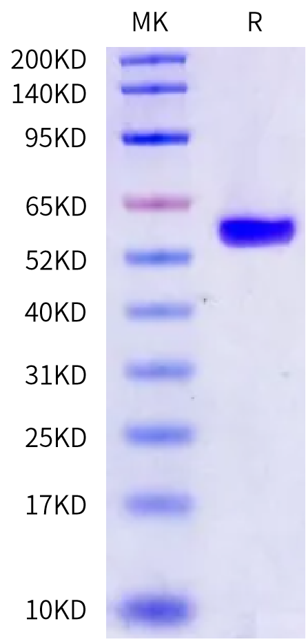 Biotinylated Human HLA-A*02:01&B2M&TdT (ALYDKTKRI) Monomer Protein (MHC-HM486B)