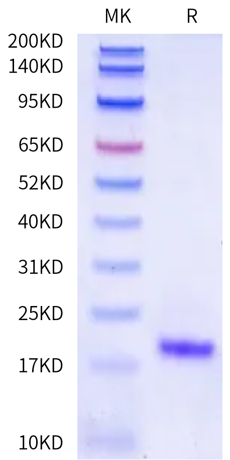 Biotinylated Canine TSLP (R127A, R130A) Protein (TSP-DM401B)