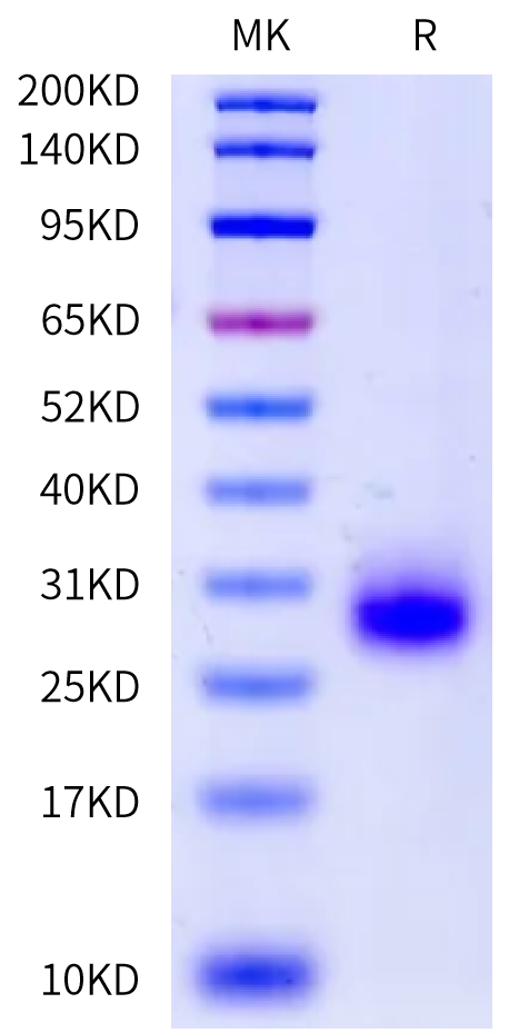 Rat CD7 Protein (CD7-RM101)