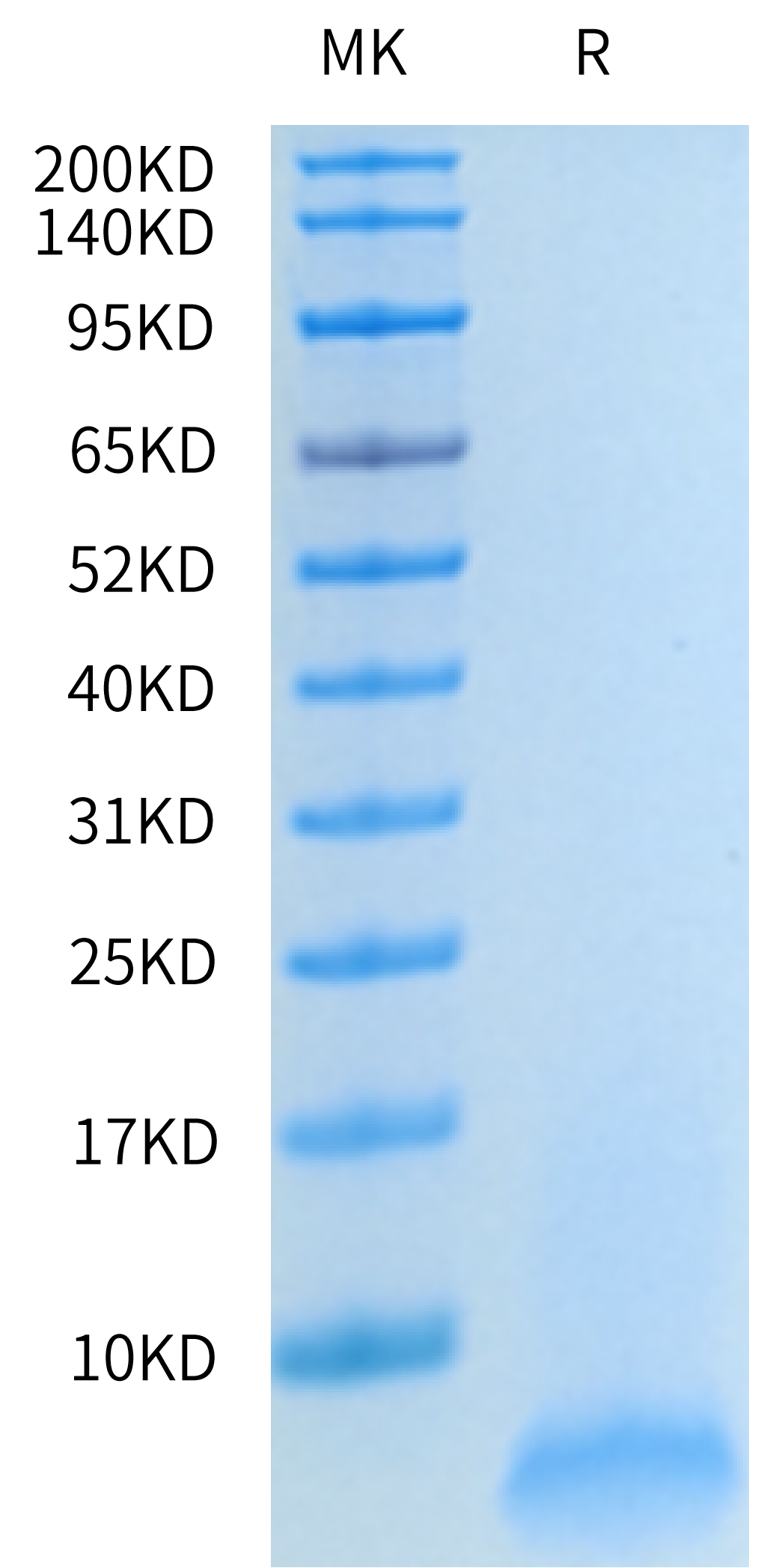 Human Amyloid Beta 42/Abeta 42 Protein (AMB-HE042)
