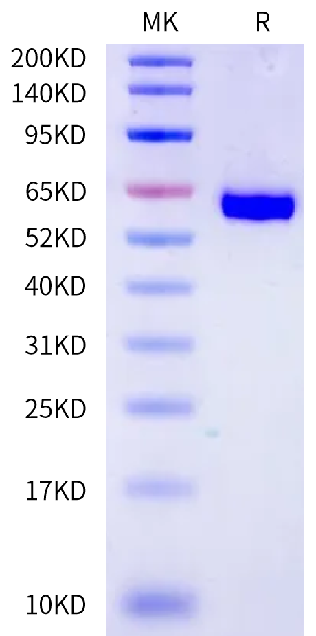 Human Cathepsin C/DPPI Protein (DPP-HM101)