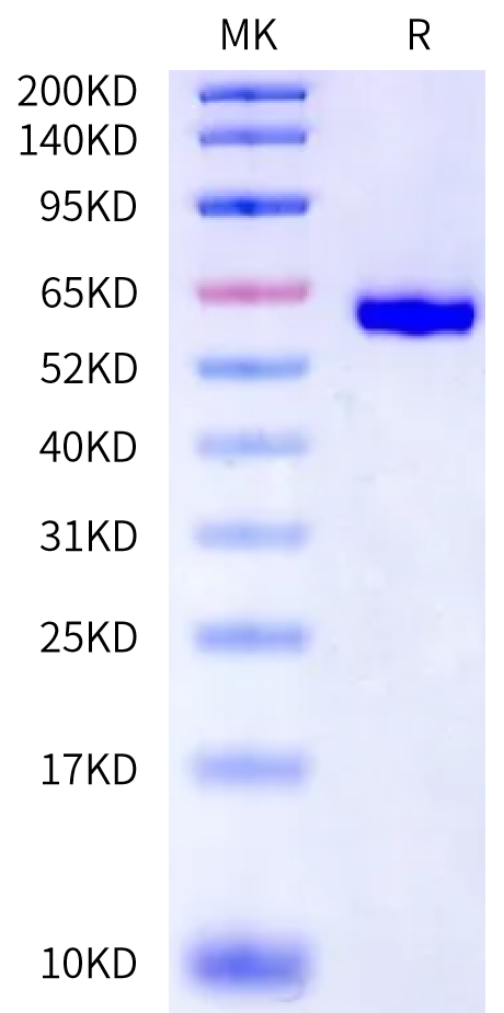 Cynomolgus Cathepsin C/DPPI Protein (DPP-CM101)