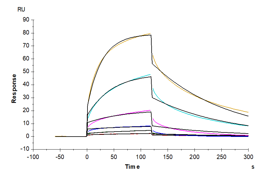 Human TREM1 (21-136) Protein (TRM-HM10D)