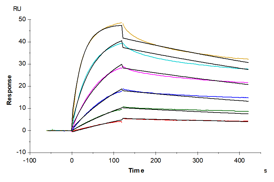 Biotinylated Human NY-ESO-1 TCR&CD3 Complex VLP (TCC-HM00VB)