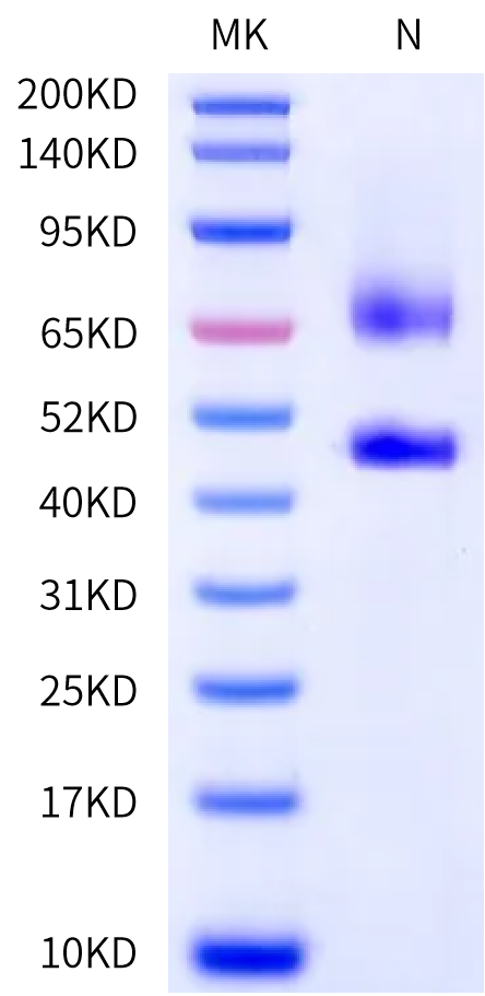 Human LRP1 (3333-3777) Protein (LRP-HM614)
