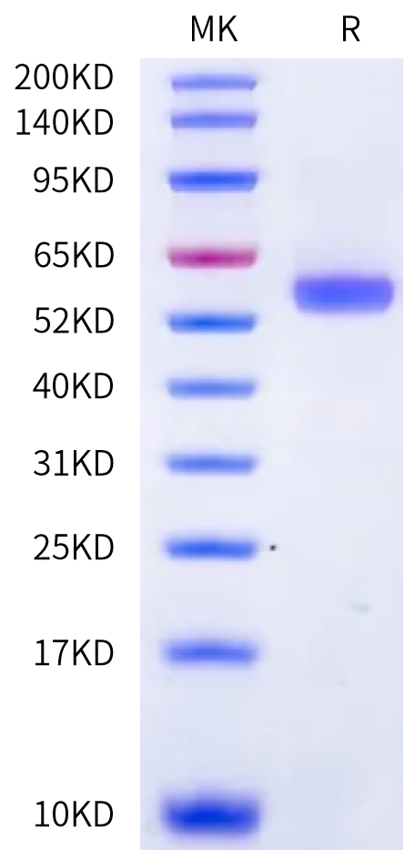 Biotinylated Human HLA-A*02:01&B2M&EBV BMLF1 (GLCTLVAML) Monomer Protein (MHC-HM497B)
