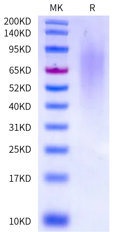 Biotinlylated Mouse CD164 Protein (CD6-MM404B)