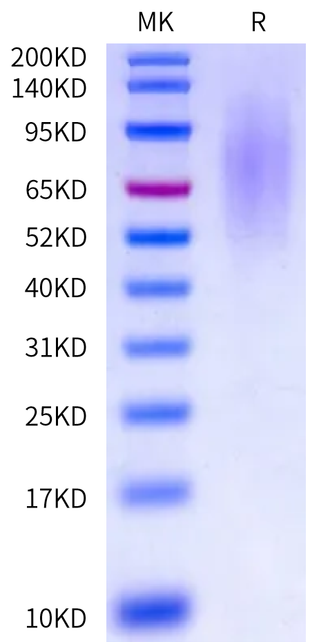 Biotinlylated Human CD164 Protein (CD6-HM404B)