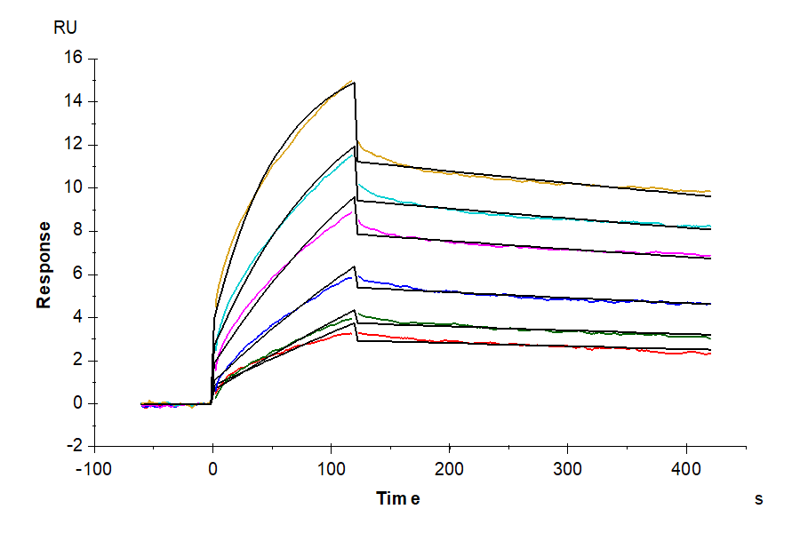 Human CDCP1 CTF Protein (CDC-HM20C)