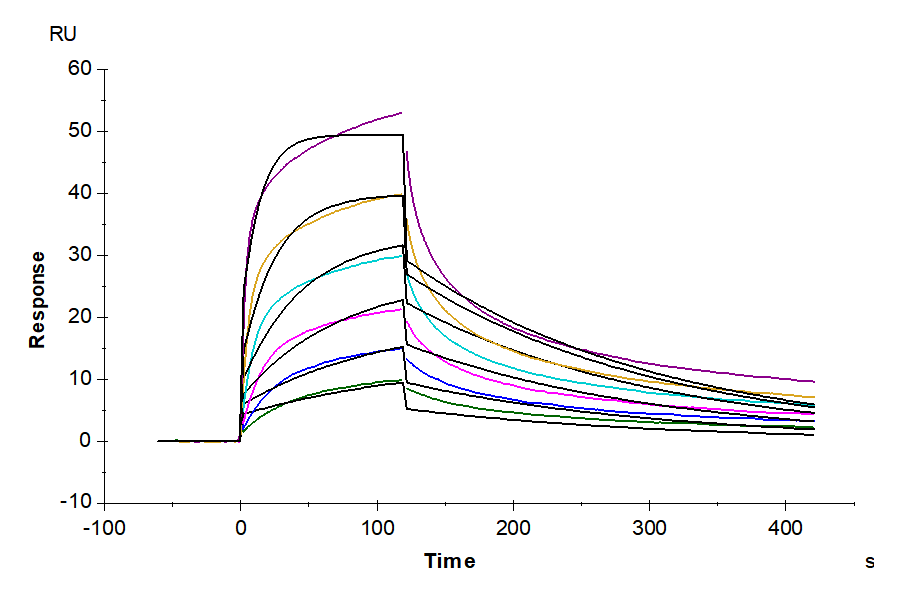 Biotinylated Human Kv1.3 Nanodisc (KV1-HM10NB)