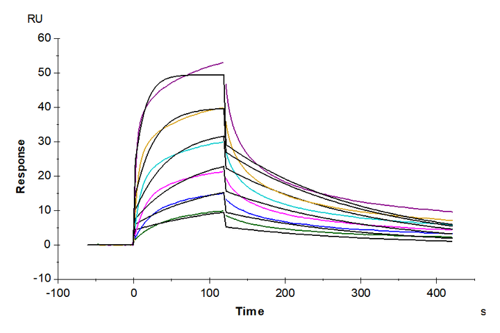 Biotinylated Human Kv1.3 Nanodisc (KV1-HM10NB)