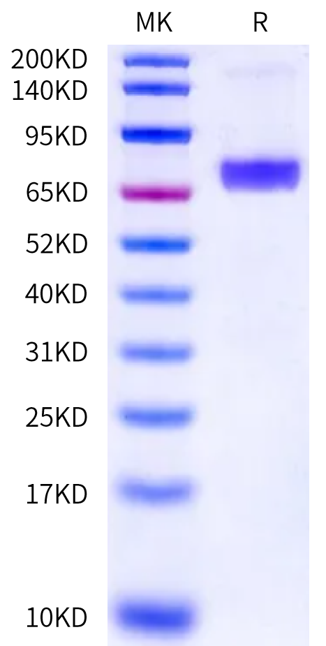 Human CD84/SLAMF5 Protein (CD8-HM284)