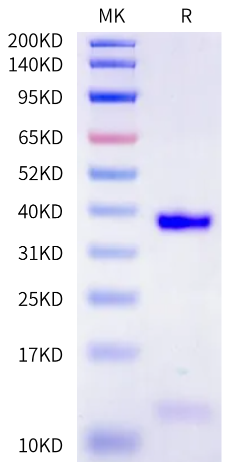 Biotinylated Human HLA-A*02:01&B2M&HBV c18V (FLPSDFFPSV) Monomer Protein (MHC-HE462B)