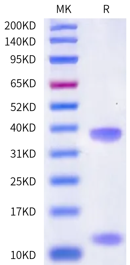 Human HLA-A*03:01&B2M&Influenza NP (ILRGSVAHK) Monomer Protein (MHC-HE470)