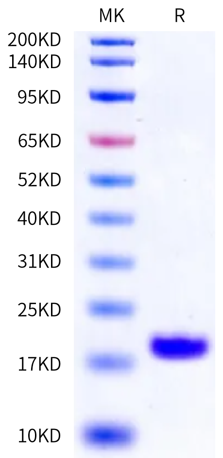 Marmoset IL-18 Protein (IL1-CE118)