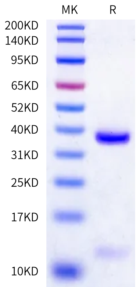 Biotinylated Human HLA-A*03:01&B2M&Influenza NP (ILRGSVAHK) Monomer Protein (MHC-HE470B)