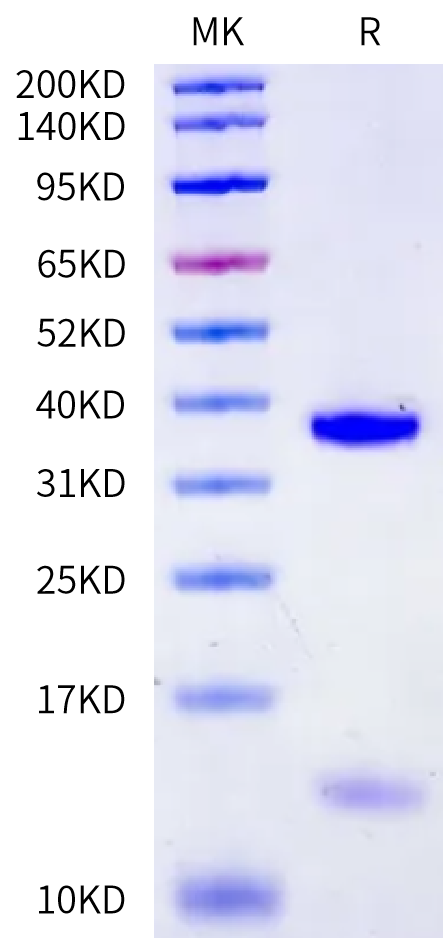 Mouse H2-Db&B2M&LCMV gp33-41 (KAVYNFATC) Monomer Protein (MHC-ME402)