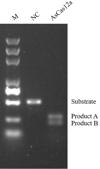 Activity data show of the Cas12a Nuclease