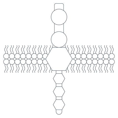 <p>CD19 Proteins</p>