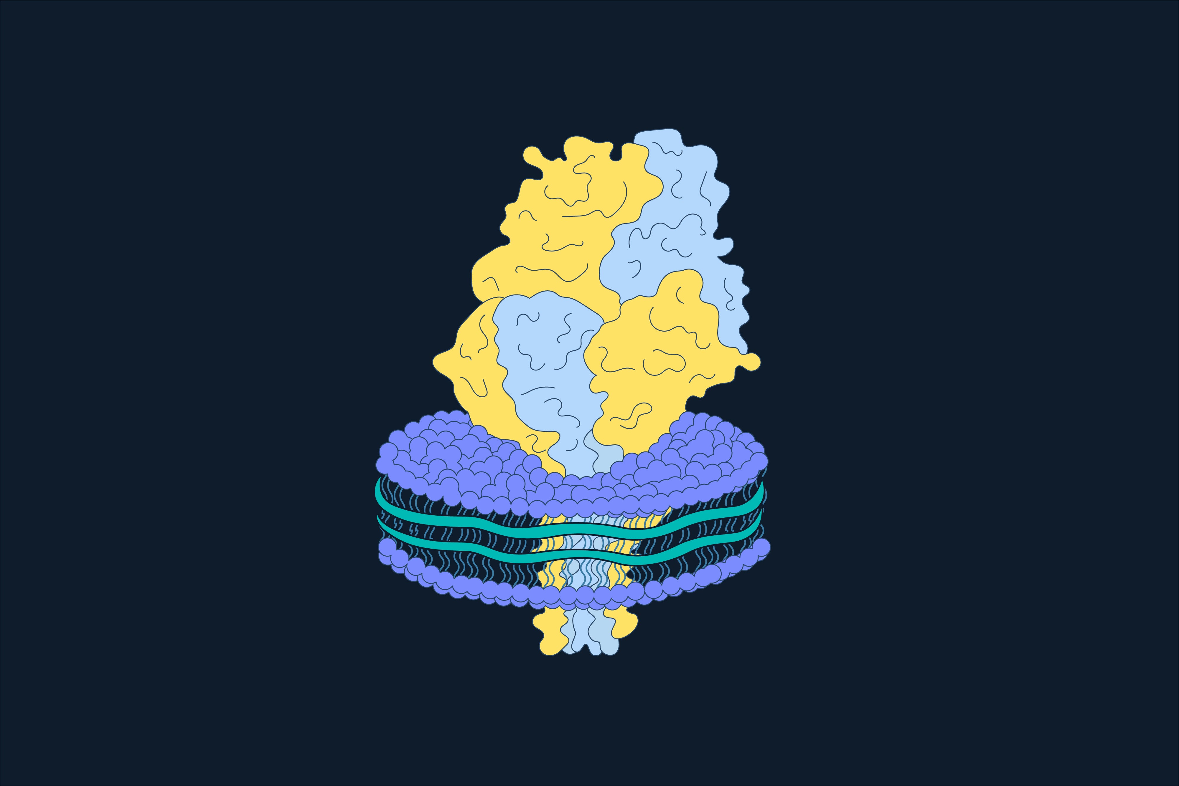 CD3点 CD3 Proteins Product Catalog | CD3 Proteins for TCR Research
