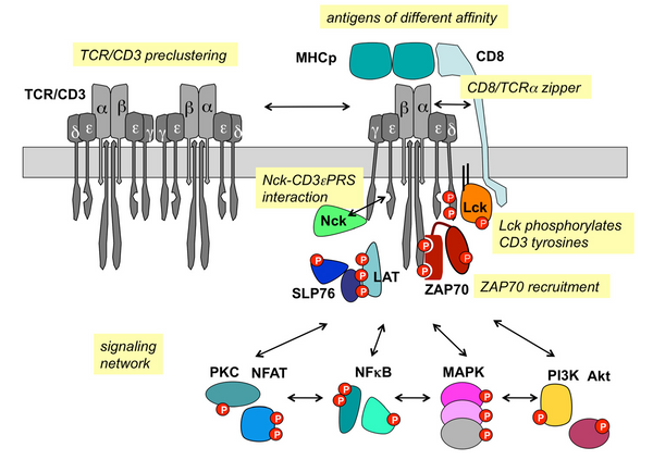 TCR CD3 signaling pathway illustration showing antigen binding, Lck-mediated phosphorylation, ZAP70 recruitment, and downstream activation of NFAT, NFκB, MAPK, and PI3K-Akt signaling cascades.