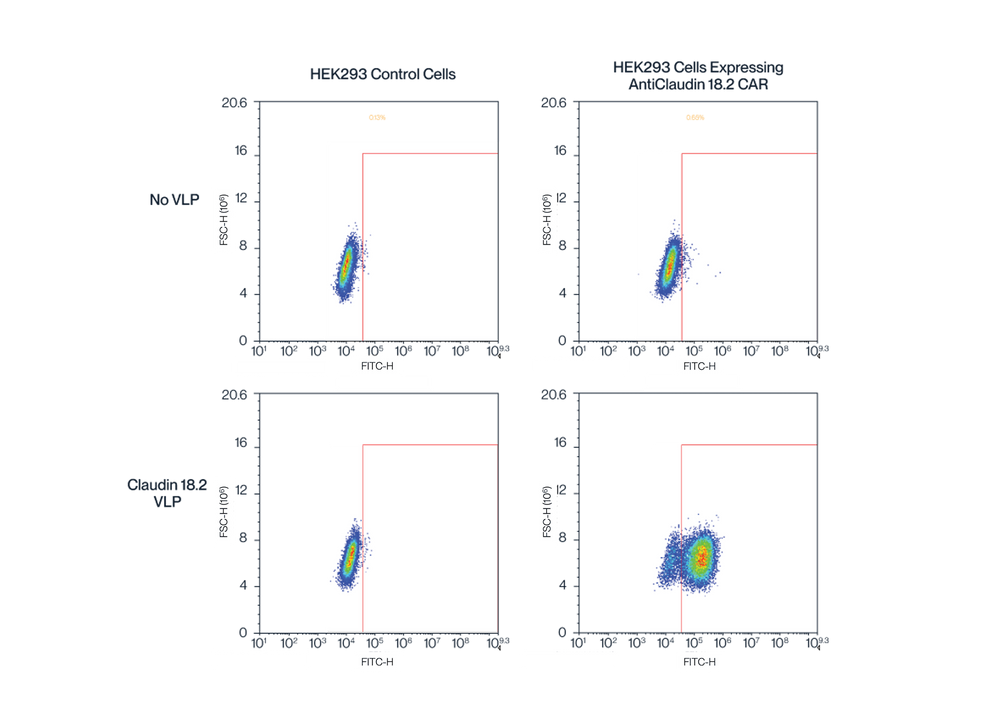 FACS data for KACTUS Claudin 18.2 virus-like particle (VLP) validates flow cytometry bioactivity performance of full length membrane protein VLPs 